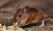 24 Hour & Emergency Exterminators in McLeansville, NC
